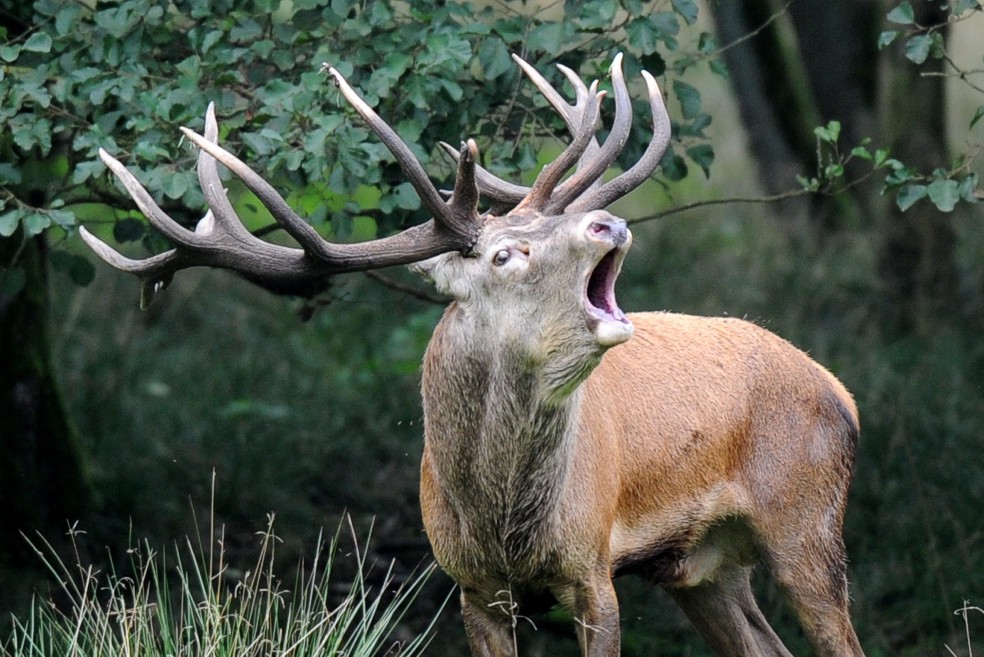 Deer lick nature preserve