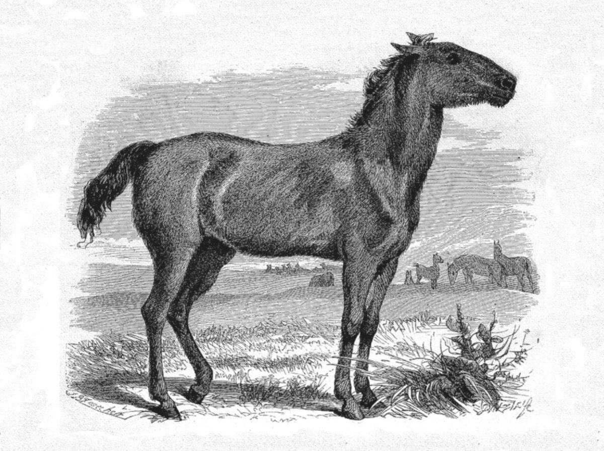 Тарпан европейская Дикая лошадь