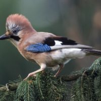 European Wildlife - Eurasian Jay. - Photo: Isifa.com