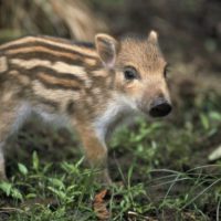 European Wildlife - A Wild Boar piglet in wood. - Photo: Isifa.com