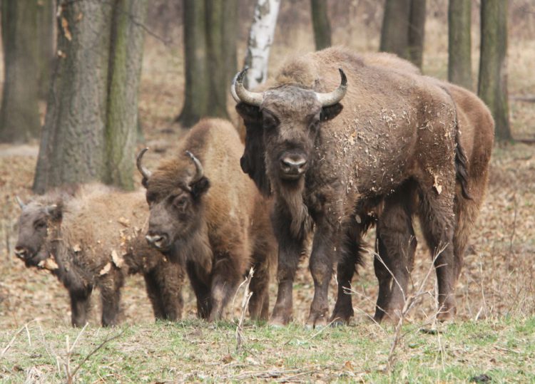 In Germany they have released wisent into the Wild | European WILDLIFE