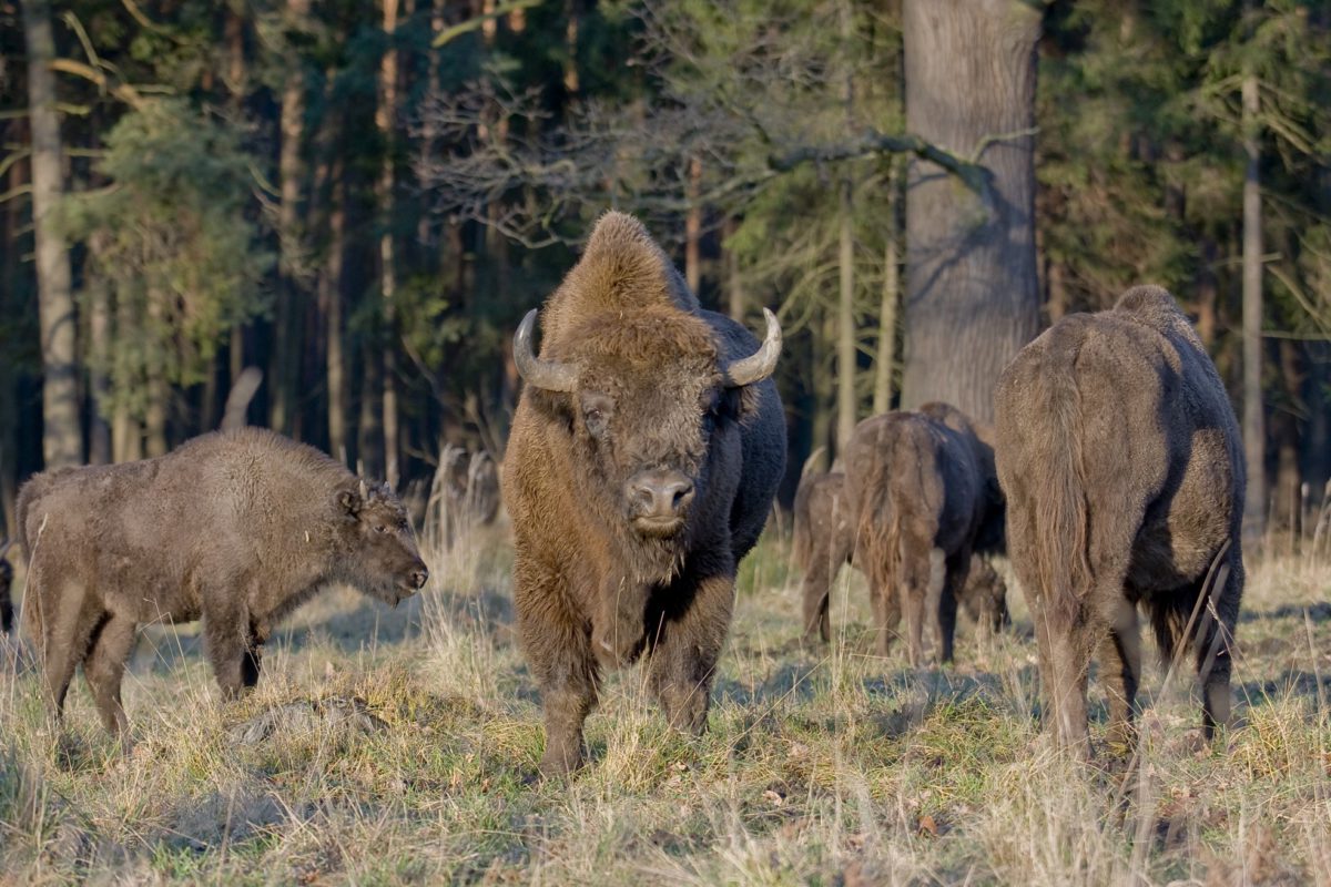 wild republic bison