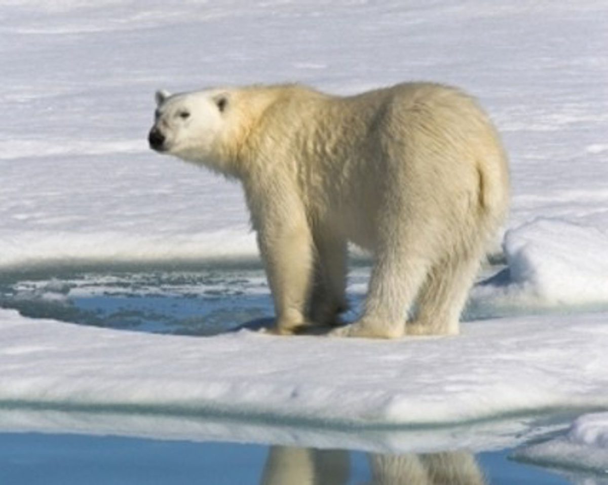 Russia promised to ban the hunting of polar bears