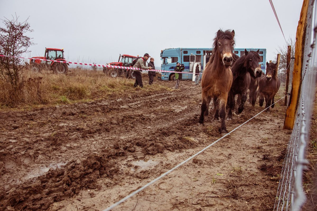 A second herd of wild horses arrived at the nature reserve today to join a group of European bison