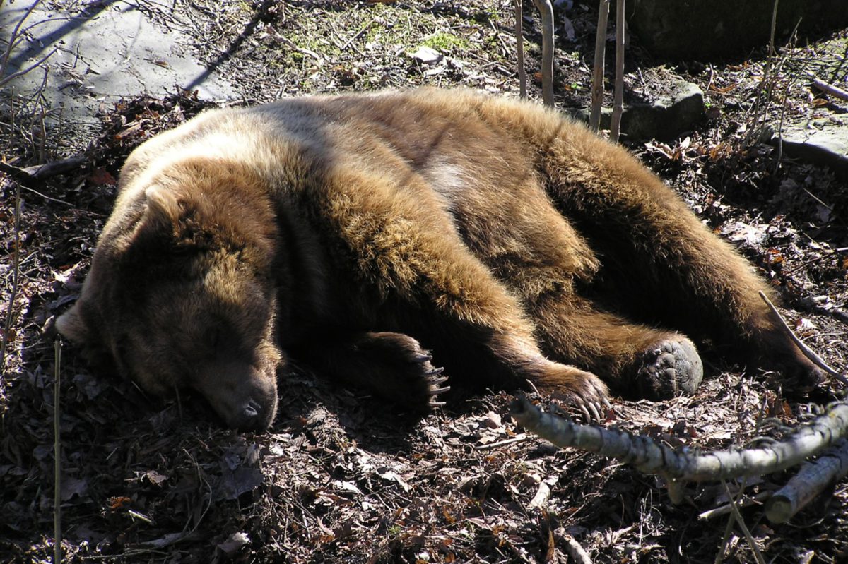 A poacher killed a bear in the eastern part of the Czech Republic