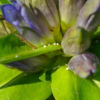 The grazing of large undulates has saved an endangered flower. Its numbers have increased by 367%, with the numbers of young plants rising by thousands of per cent