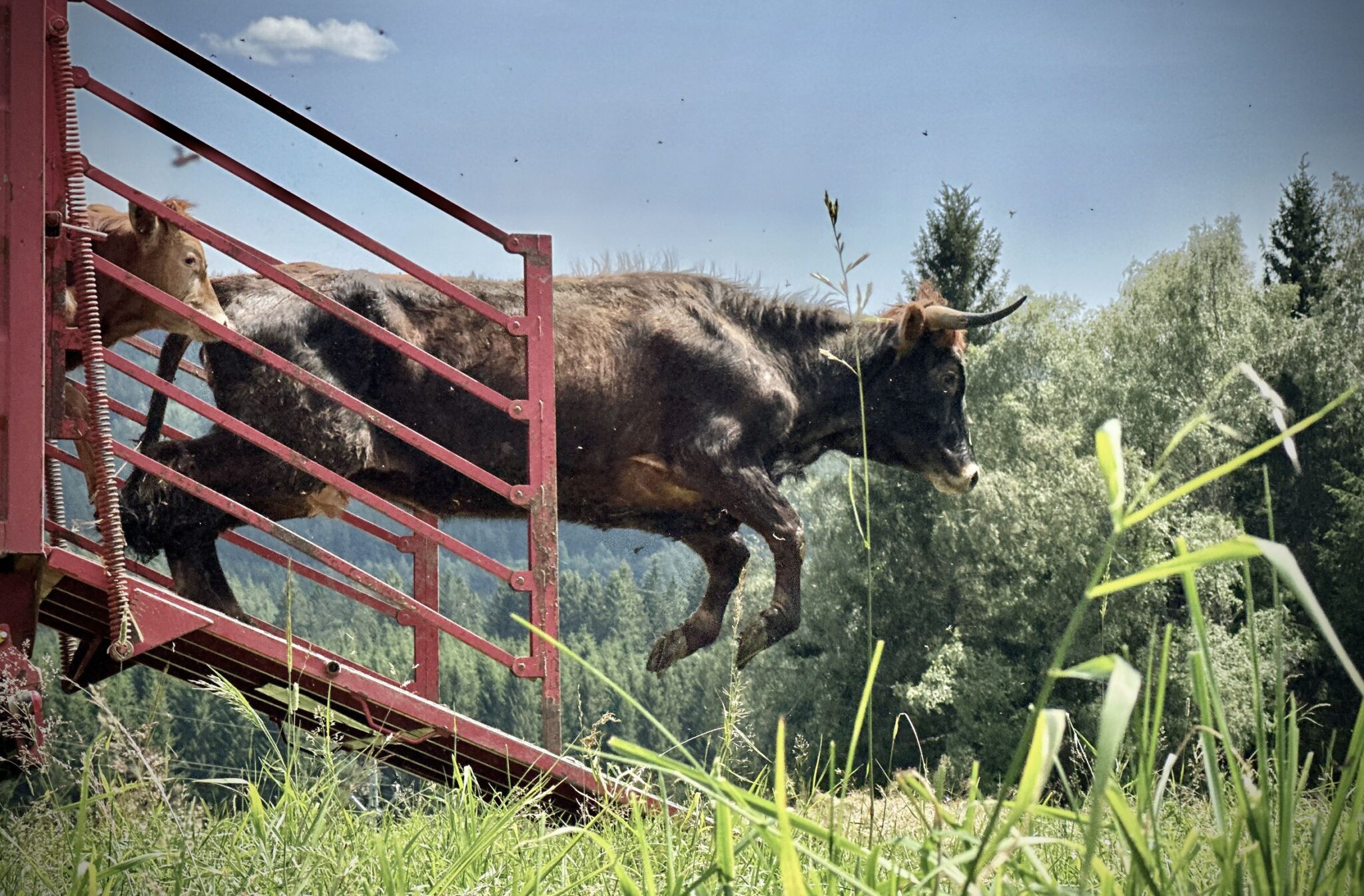 Aurochs brought from the Netherlands have been released in the ...